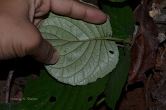 Gymnostachyum polyanthum